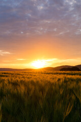 Sonnenuntergang über Getreidefeld