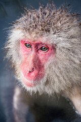 Portrait of a Japanese macaque at the Jigokudani monkey park, Nagano, Japan