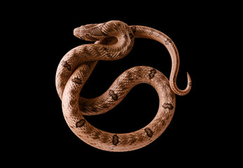 snake isolated on black background