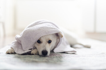Hund mit Handtuch auf dem Kopf nach dem Duschen