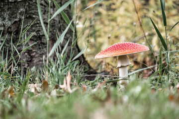 Close-up picture of a poisonous Amanita muscaria or fly agaric, the toxic and hallucinogen red-headed mushroom in nature. High quality photo