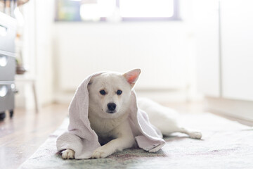 Hund mit Handtuch auf dem Kopf nach dem Duschen