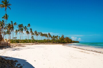 Palm trees growing at Uroa Beach, Zanzibar