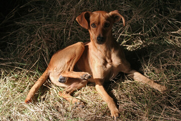 dog 