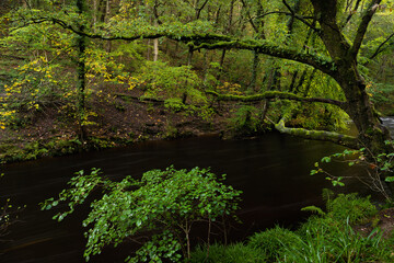 Trees on the bank of the River Teign at Fingle Bridge on dartmoor national park in early autumn