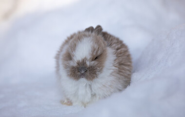 Cute brown Easter bunny in the snow