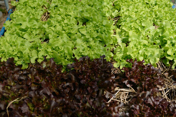 Red and Green Oak leaf lettuce seedling plant on the ground in an organic farm. (selective focus)..