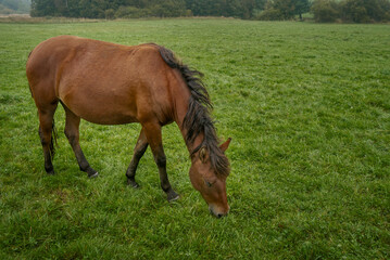 Young horse foal grazing grass. Pasture grassland in Beskid Niski area in Poland, Europe.