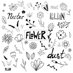 flower elements doodle