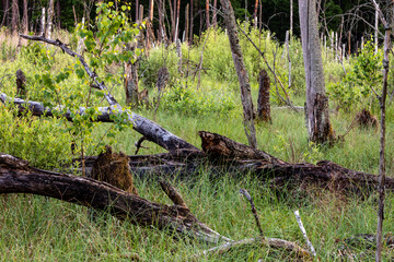 Naklejka na ściany i meble Dead tree trunks at swamp area and young tress next to. Hydrological conditions change, wetland, temperate climate. Evening sunlight. Sobibor Landscape Park, Poland, Europe.