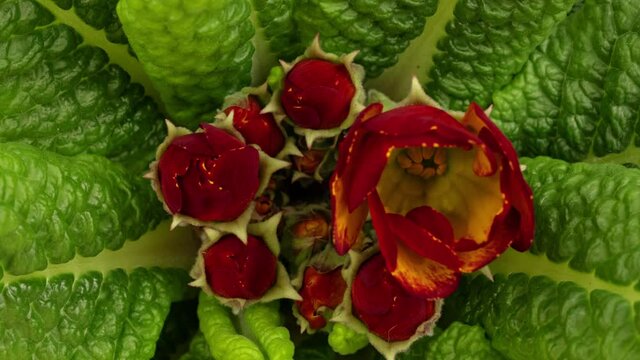 Time lapse blooming Primrose (Primula vulgaris) flowers