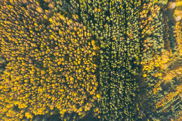 Aerial top view of yellow and orange autumn trees in forest in rural Belarus.
