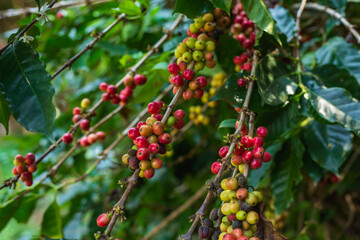 red color of coffee beans on the tree