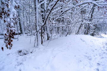 Winter background, snowy forest landscape with copy space 