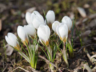 Touffe de crocus blanc de printemps ou Crocus vernus albiflorus à inflorescence blanche et feuillage linéaire