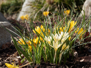 Tapis de crocus de printemps ou Crocus vernus à inflorescence blanche (albiflorus) et  à fleurs...