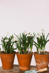 Obraz premium Spring flowers in clay pots on rustic wood with gardening tools in rural room. Hello spring