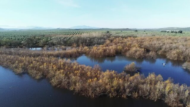 Aves acu&aacute;ticas, patos, fochas, volando en armon&iacute;a  sobre la laguna