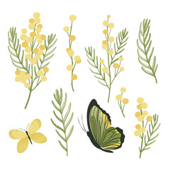 Mimosa flowers spring set.
