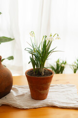 Spring flowers growing in clay pots on rustic wooden table with fabric in room. Rural still life
