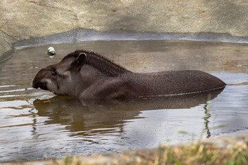 tapir swimming in water