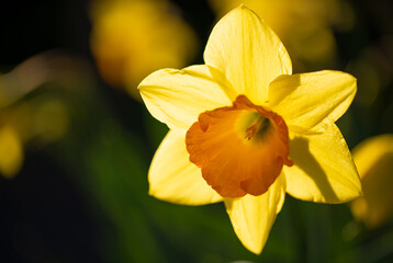 Daffodil in the spring evening sun