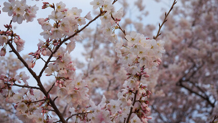 cherry blossom flowers in spring