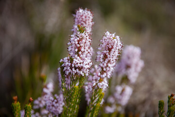 wild growing heather close up Calluna vulgaris