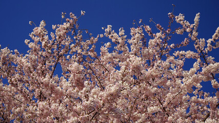 Fototapeta na wymiar cherry blossom flowers over a blue sky