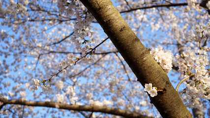 cherry blossom branch with sky