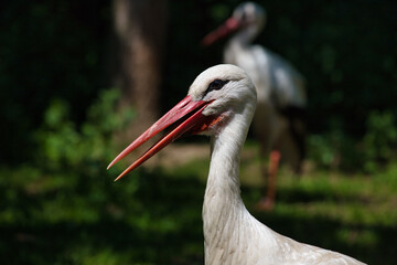 Portrait of white stork is a large wading bird in the stork family Ciconiidae