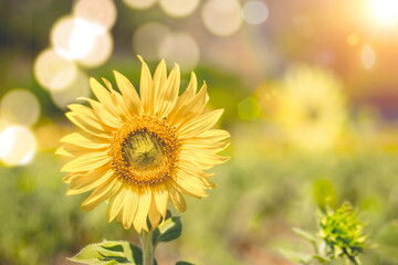 Close up of  a sunflower in a field, selective focus on blurred  bright bokeh background