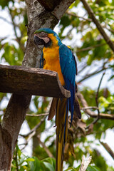 blue and yellow macaw