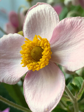 flower with light pink petals and a yellow interior, yellow pollen in the center of the flower, macro photo of the flower