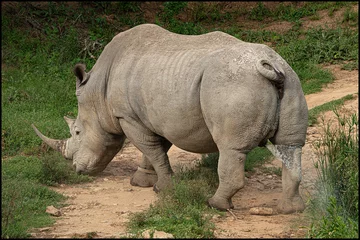 Foto op Plexiglas white rhino in the wild marking territory © Anthony