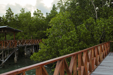 Fototapeta na wymiar the beauty of the mangrove forest