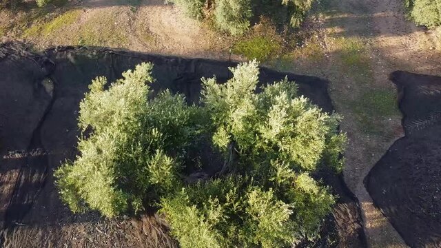 Recogida de la aceituna, vareando los olivos, la Labor