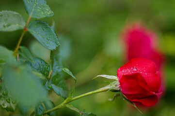 blooming red rose with raindrops