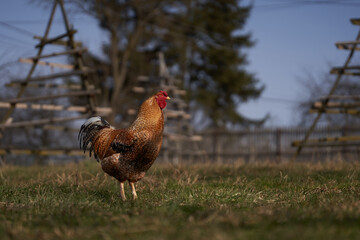 Rooster in the grass