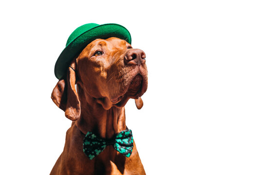 Beautiful red-haired hungarian vizsla dog celebrating st patrick's day on a white background 