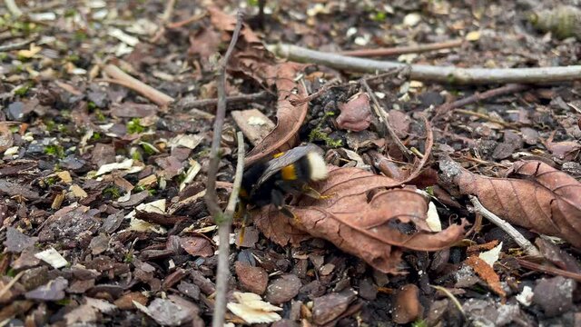 Macro Shot Of A Bumblebee Crawling On The Ground - slow motion, high angle shot