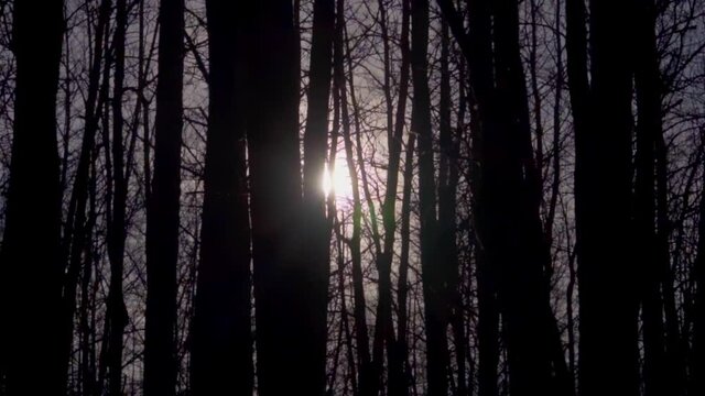 Dense bare silhouette of birch trees with a sunset glow with light flares and super natural scary dark feeling of horrow wisp the sunrise as the creatures of the night dissapear into the dark shadows