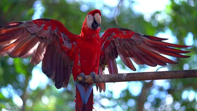 Red Parrot . Exotic bird in jungle.