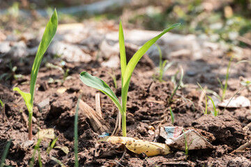 Corn plants growing on farm soil.