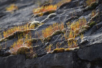 Moss in the Morning light