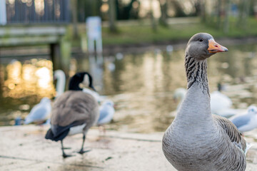 Closeup of beautiful greylag goose walking in the park with other geese behind. Brown patterned big bird looking for food, the largest and bulkiest of the wild geese native to the UK and Europe