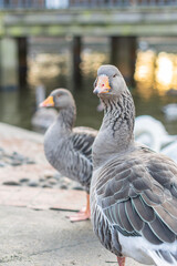 Closeup of beautiful greylag goose walking in the park with other geese behind. Brown patterned big bird looking for food, the largest and bulkiest of the wild geese native to the UK and Europe