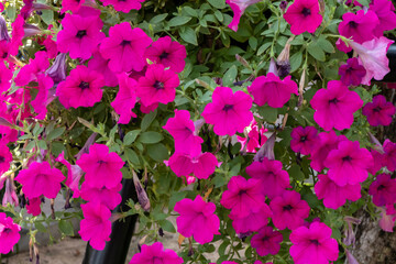 Bright pink flowers in the garden.