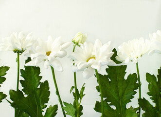 Fototapeta premium White chrysanthemums lie on a white background. Levitation concept. Cut flowers. Vintage style. Free up copy space