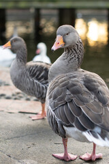 Closeup of beautiful greylag goose walking in the park with other geese behind. Brown patterned big bird looking for food, the largest and bulkiest of the wild geese native to the UK and Europe